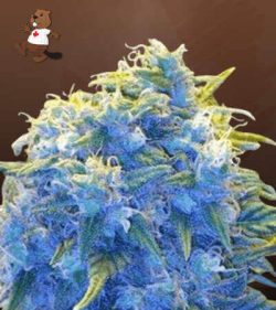 Blue Haze Feminized Marijuana Seeds