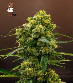 Bruce Banner Strain Feminized Marijuana Seeds