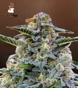 Bruce Banner Strain Regular Cannabis Seeds