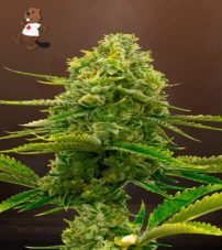 Bubblegum Strain Autoflowering Feminized Marijuana Seeds