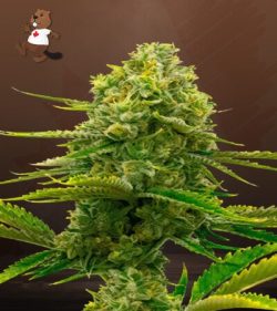 Bubblegum Strain Feminized Marijuana Seeds