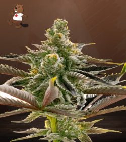 California Dream Strain Feminized Marijuana Seeds