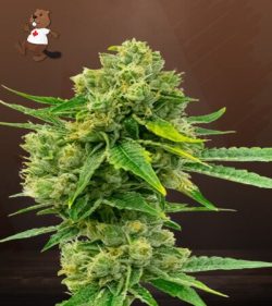 Cheese Diesel Strain Feminized Marijuana Seeds