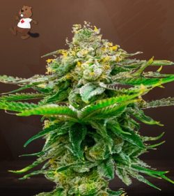 Chronic Widow Feminized Marijuana Seeds