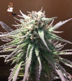 Gelato Strain Regular Marijuana Seeds