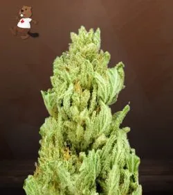 God Bud Strain Regular Marijuana Seeds