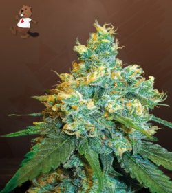 Jack Herer Strain Feminized Marijuana Seeds