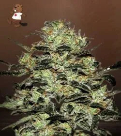 Moby Strain Regular Marijuana Seeds