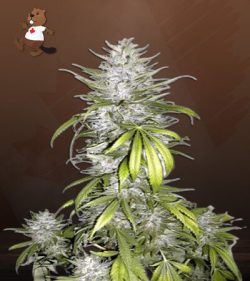 Taskenti Strain Feminized Marijuana Seeds