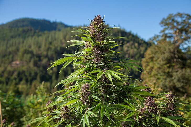 highest yielding marijuana strains