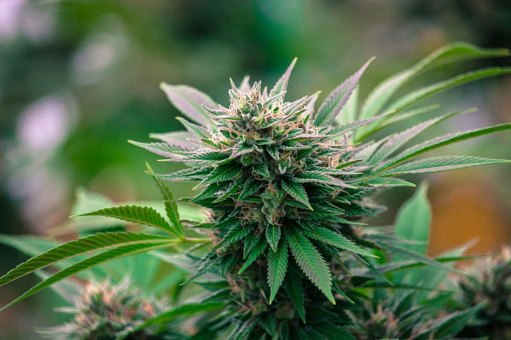how to make a mother marijuana plant