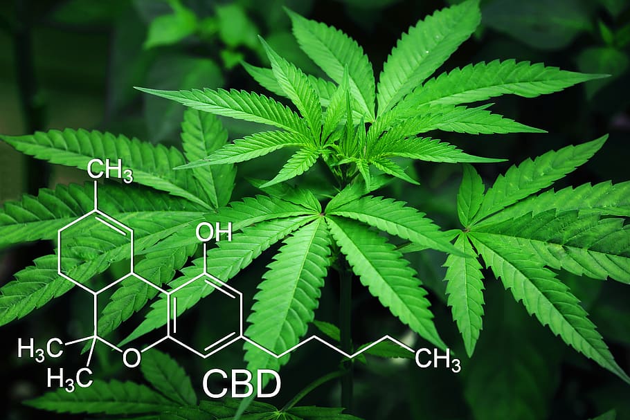 cannabis cbd vs hemp cbd