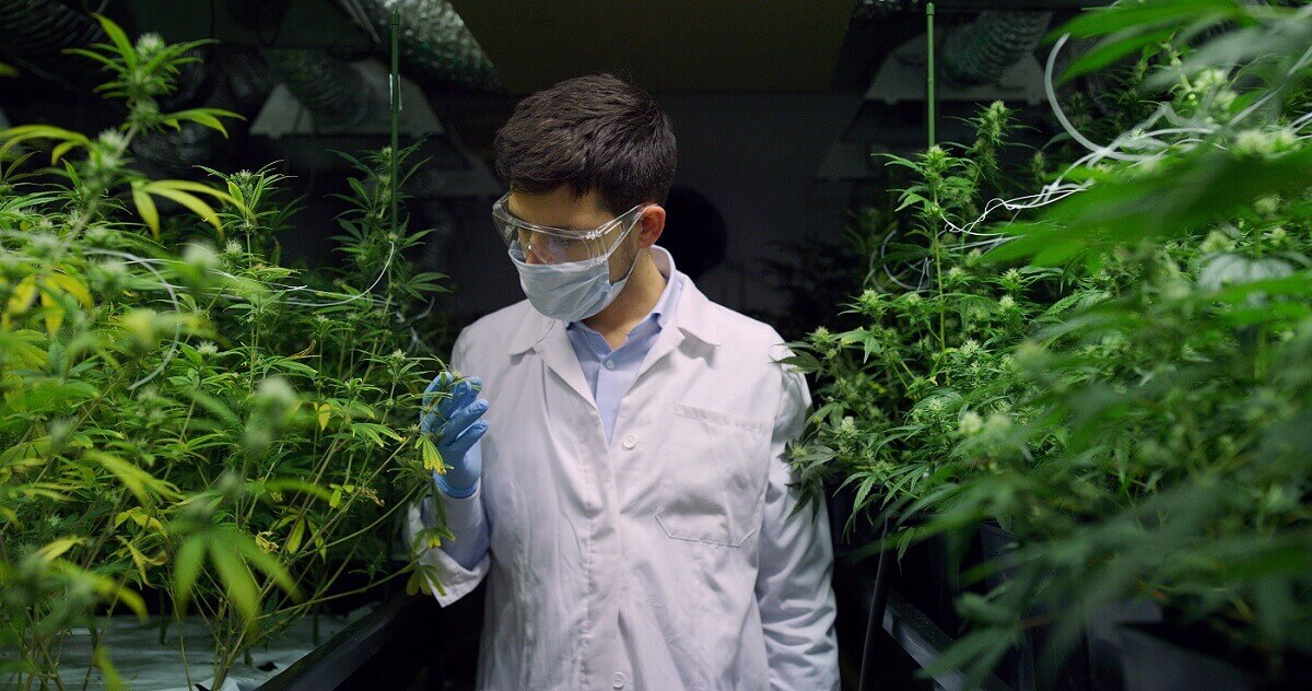 Outdoor VS Indoor Weed