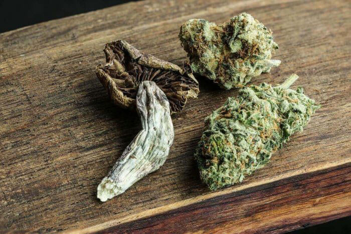 Weed Tolerance Break 101 1