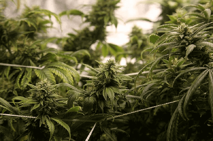 What is Schwazzing and How Can It Help your Cannabis