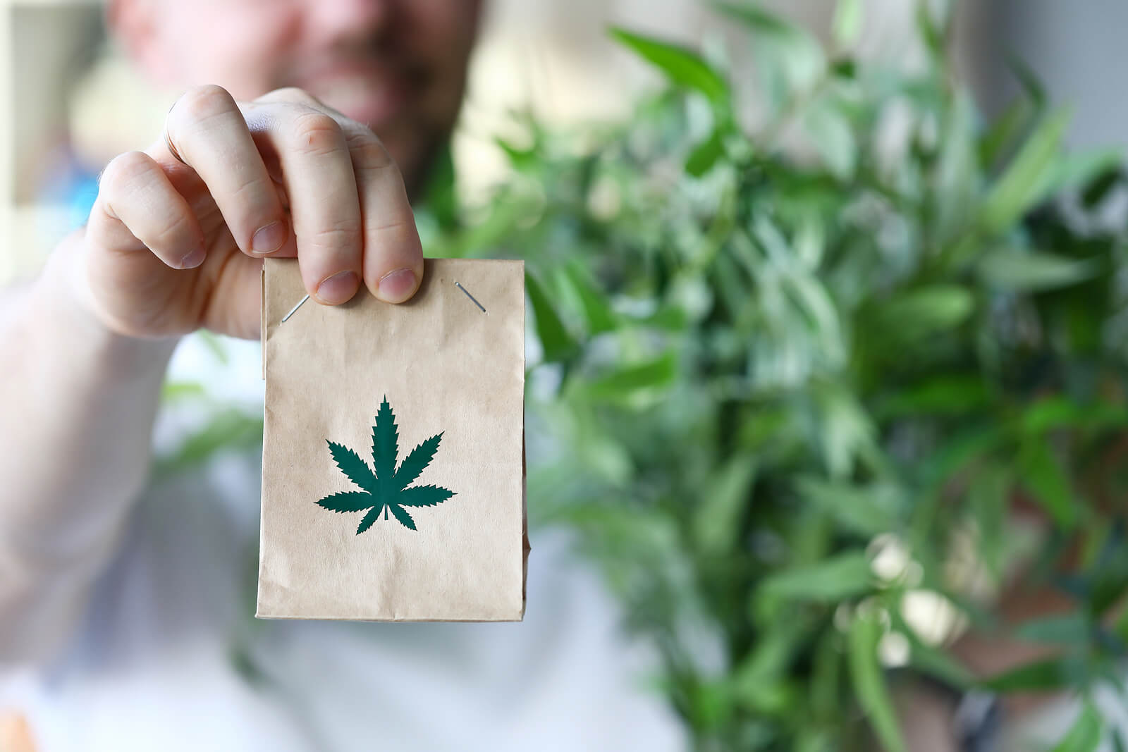 where to buy marijuana seeds in Montreal
