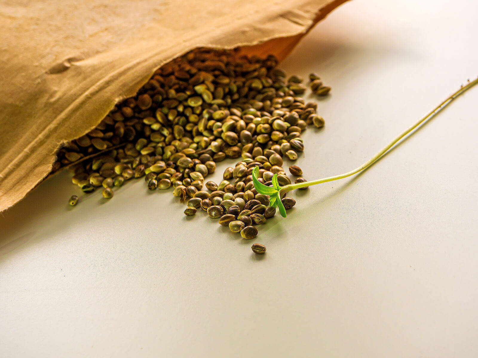 buy marijuana seeds in Boston