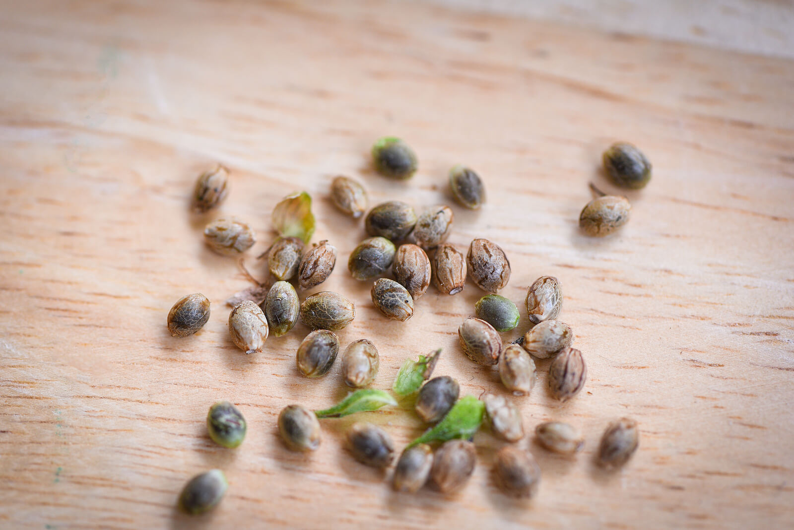 buy marijuana seeds in Columbus