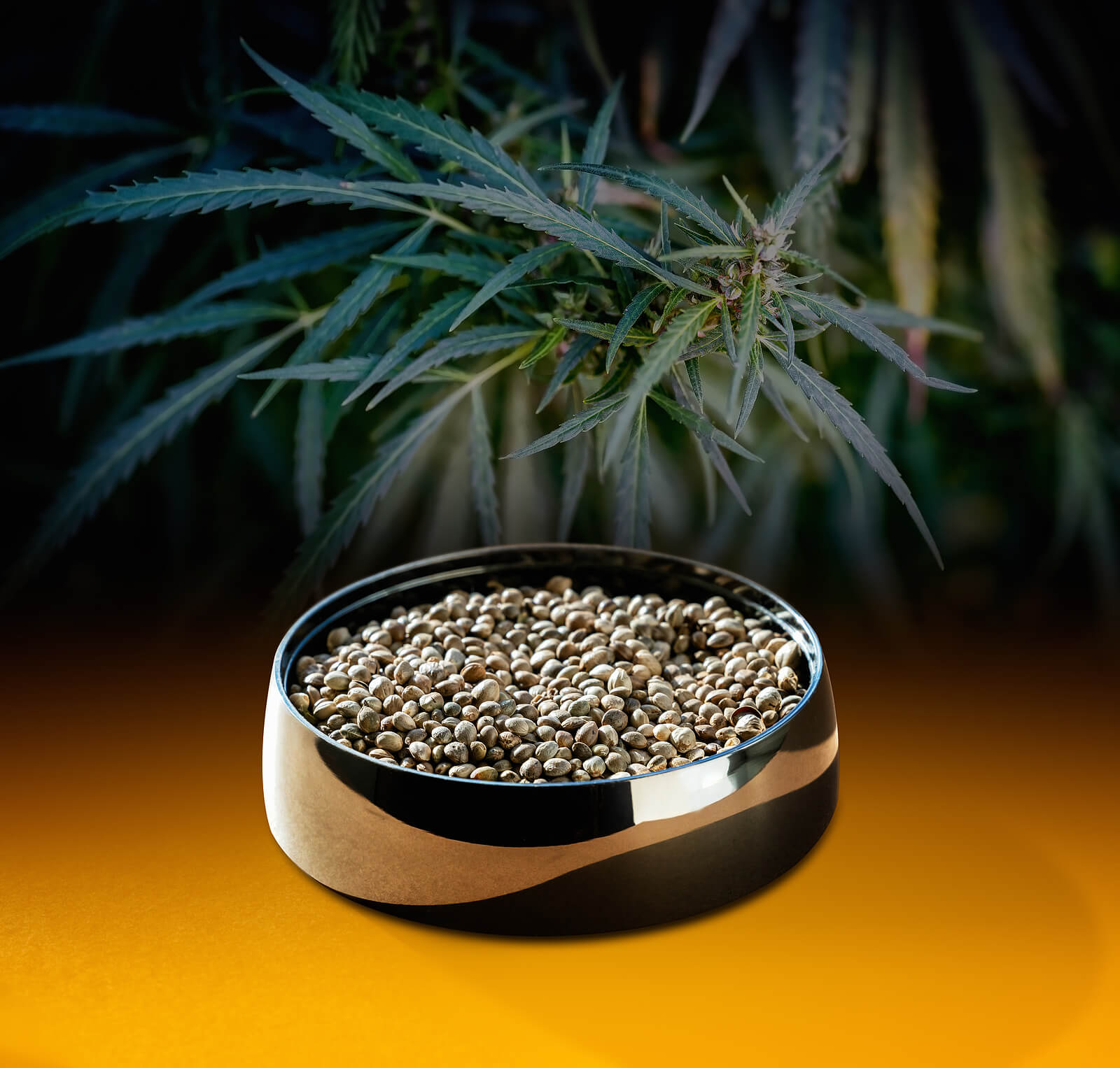 buy marijuana seeds in Crestview
