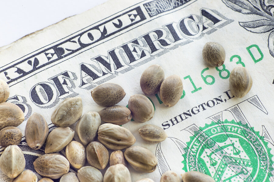 buy marijuana seeds in Phoenix