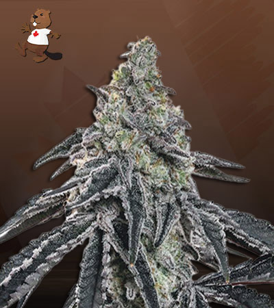 Afghan Chocolope Strain Fast Version Marijuana Seeds