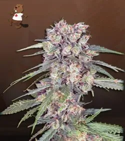 Alaskan Thunder Fuck Strain Feminized Marijuana Seeds