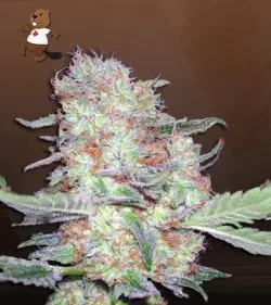 Alien Candy Strain Autoflowering Feminized Marijuana Seeds