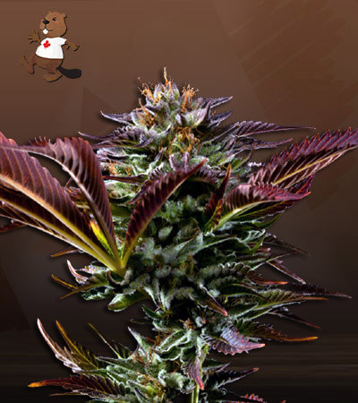 Alien OG Strain Regular BCBD Cannabis Seeds