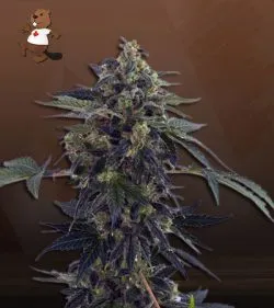Aloha Strain Autoflowering Feminized Marijuana Seeds
