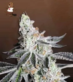 Animal Mint Strain Autoflowering Feminized Marijuana Seeds