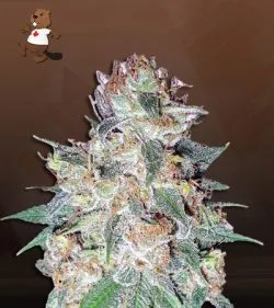 Aurora Strain Autoflowering Feminized Marijuana Seeds