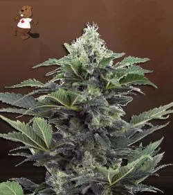 Auto CBDV Afghani Strain Marijuana Seeds