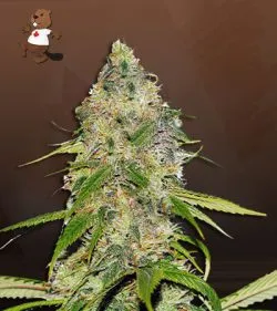 Auto CBDV Indica Strain Marijuana Seeds