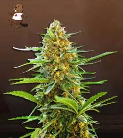 Banana Strain Autoflowering Feminized Marijuana Seeds