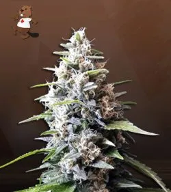 Black Gorilla Strain Feminized Marijuana Seeds