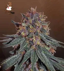 Black Haze Regular Marijuana Seeds