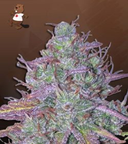 Blue Mystic Strain Autoflowering Feminized Marijuana Seeds