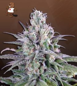 Bubba White Strain Autoflowering Feminized Marijuana Seeds