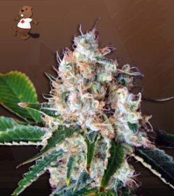 Bubblicious Strain Feminized Marijuana Seeds