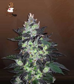 Candy Haze Feminized Marijuana Seeds