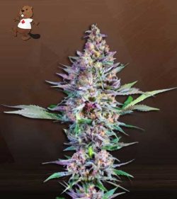 Cherry Kush Autoflowering Feminized Marijuana Seeds