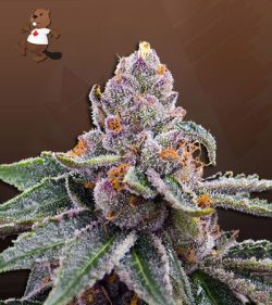 Chocolate Gelato Strain Feminized Marijuana Seeds