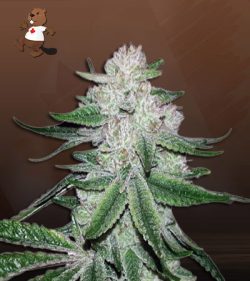 Chunky Monkey Strain Feminized Marijuana Seeds