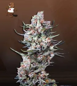 Cola Kush Fast Version Marijuana Seeds