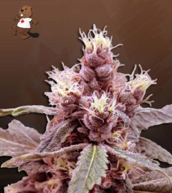 Cookie Monster Strain Autoflowering Feminized Marijuana Seeds