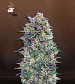 Creamsicle Strain Feminized Marijuana Seeds