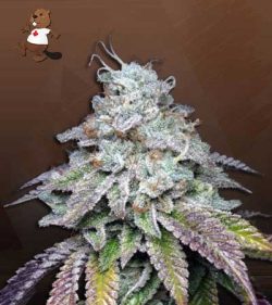 Crushed Grapes Strain Feminized Marijuana Seeds