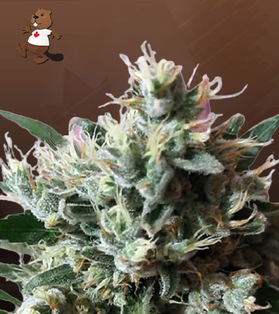 Dutch Dragon Strain Autoflowering Feminized Marijuana Seeds