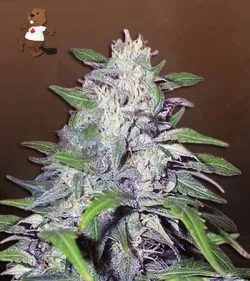 Dwarf King Strain Autoflowering Feminized Marijuana Seeds