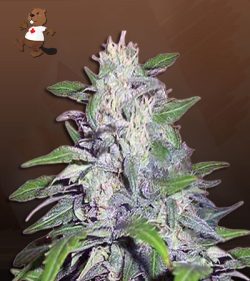 Dwarf King Feminized Marijuana Seeds